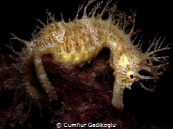 Hippocampus guttulatus
Speckled Seahorse
PEACEFUL RESTI... by Cumhur Gedikoglu 